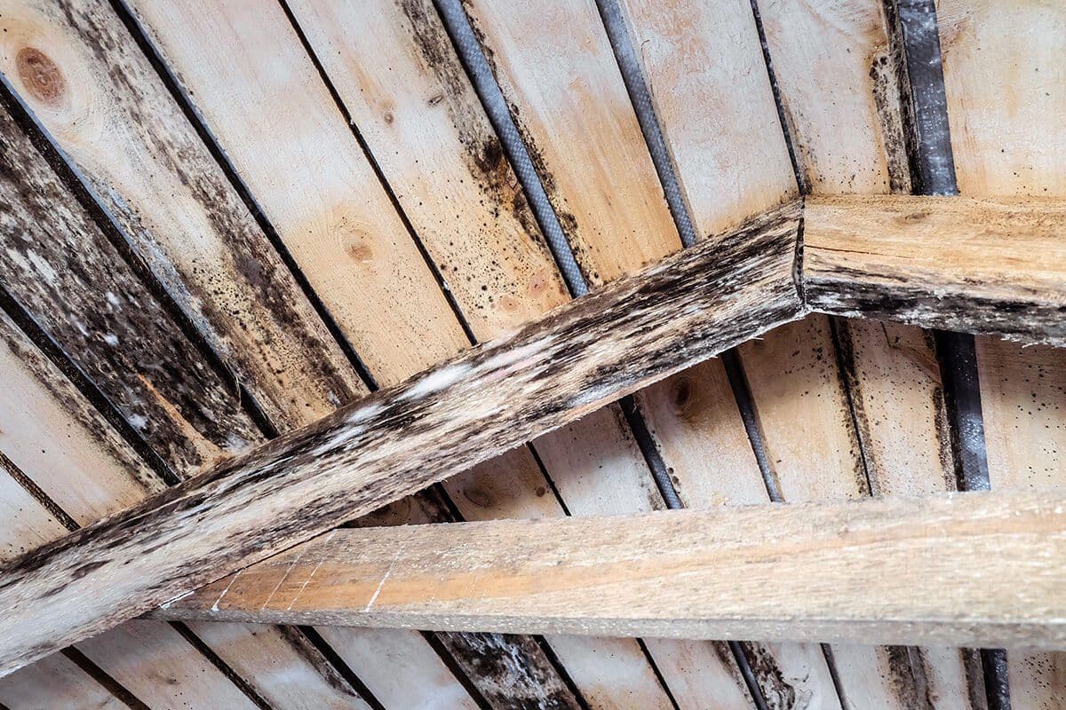 Attic-Mold-From-Improper-Ventilation